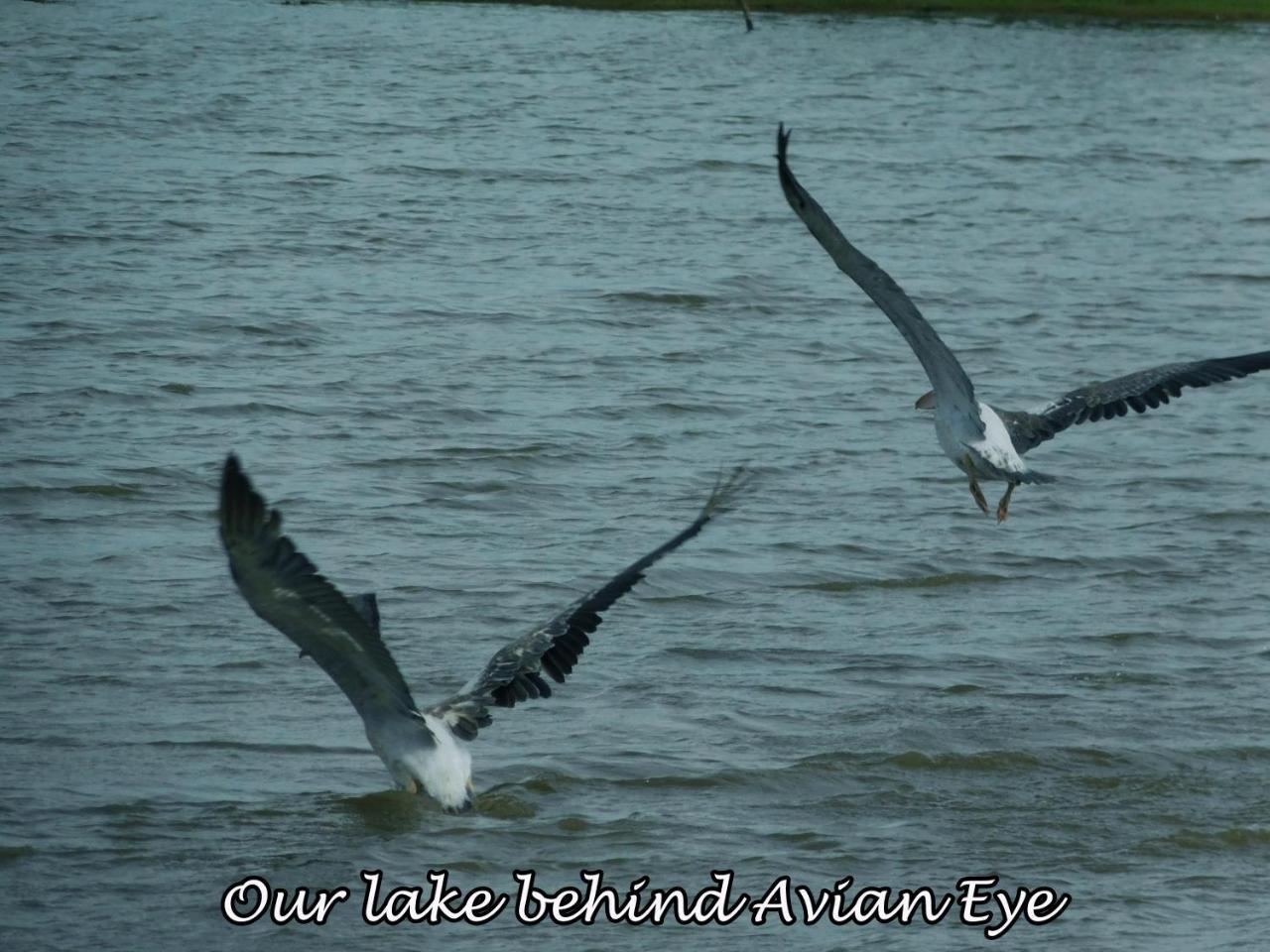 Yala Avian Eye Safari Apartment Buttala Exterior photo